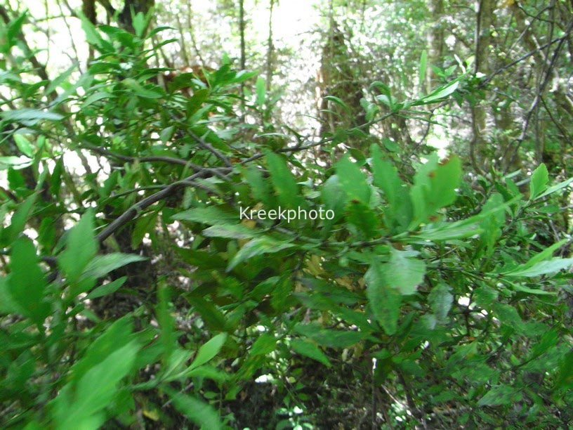 Phyllocladus trichomanoides var. alpinus