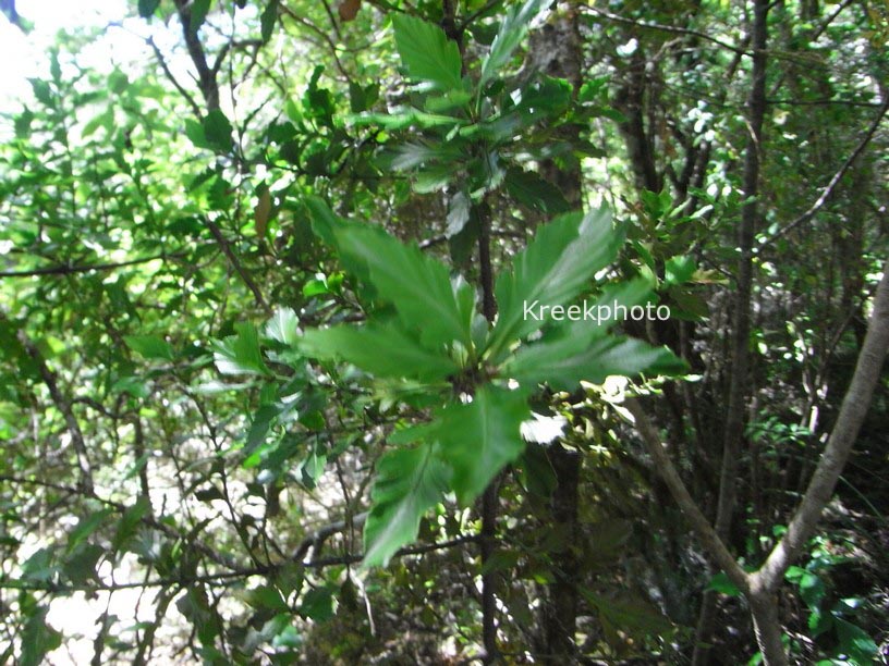 Phyllocladus trichomanoides var. alpinus