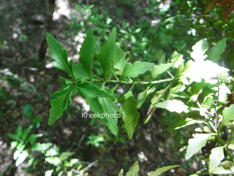 Phyllocladus trichomanoides var. alpinus