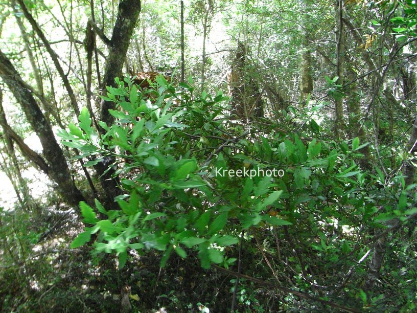 Phyllocladus trichomanoides var. alpinus