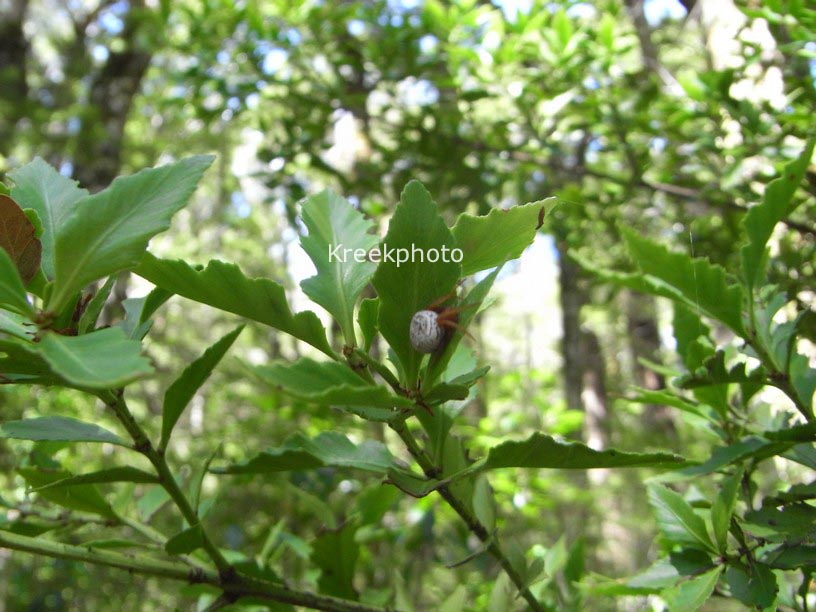 Phyllocladus trichomanoides var. alpinus