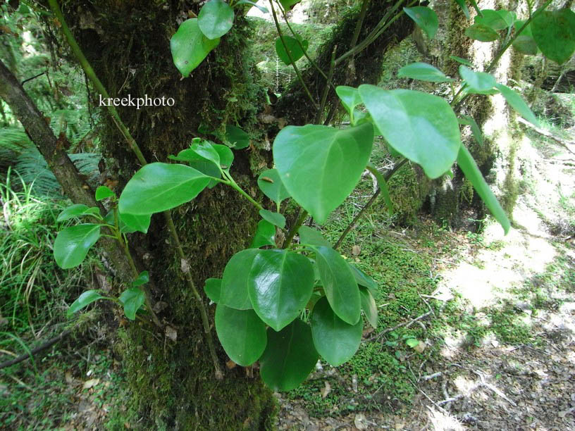 Griselinia littoralis