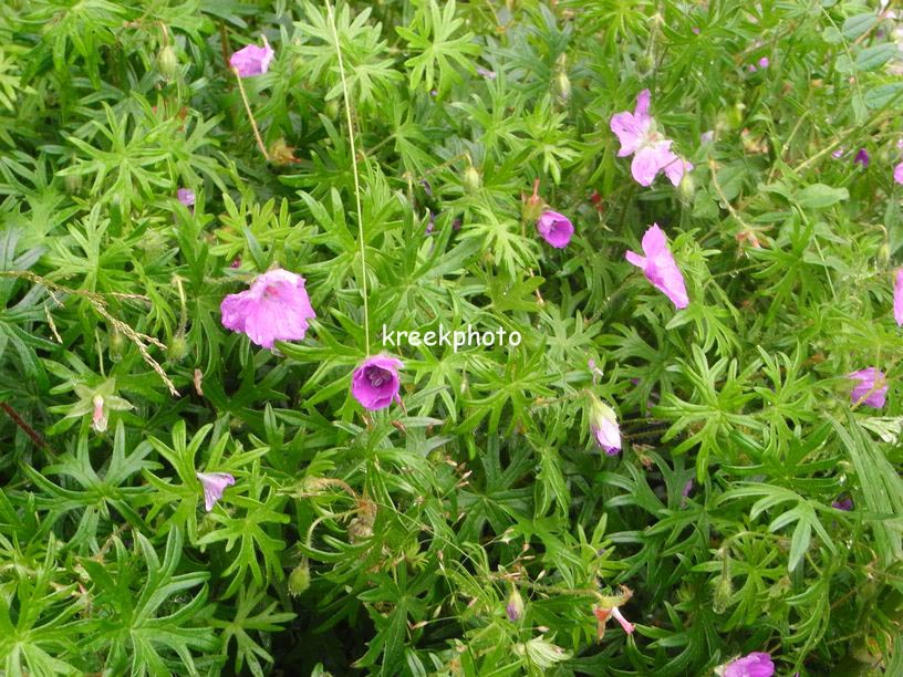 Geranium sanguineum