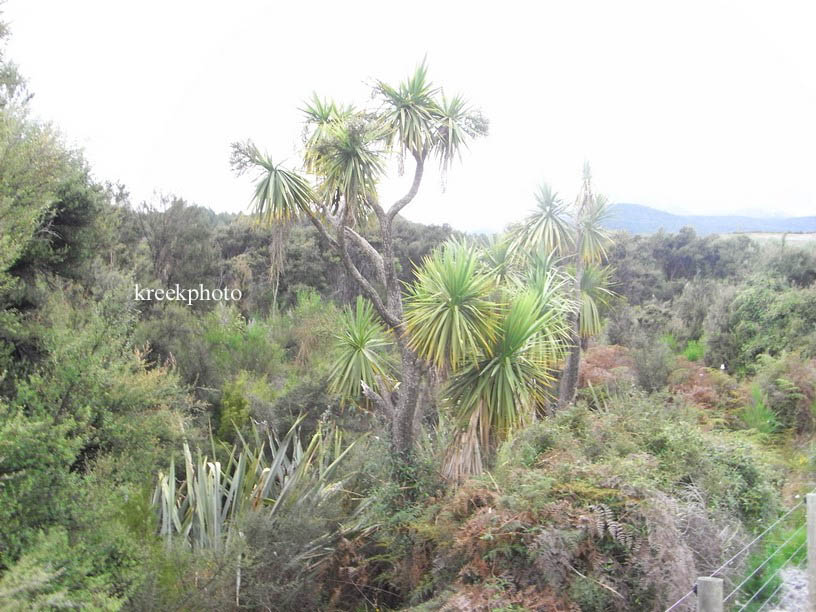 Cordyline australis