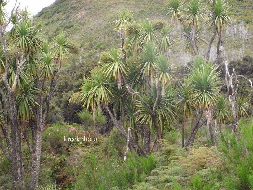 Cordyline australis