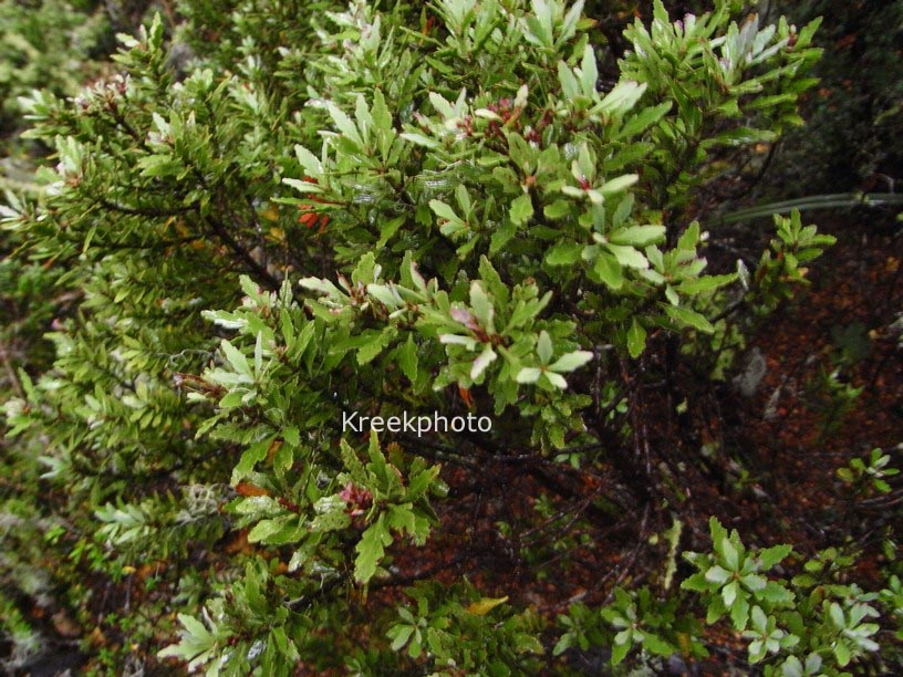 Phyllocladus trichomanoides var. alpinus