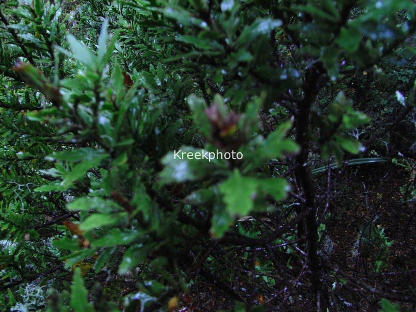 Phyllocladus trichomanoides var. alpinus