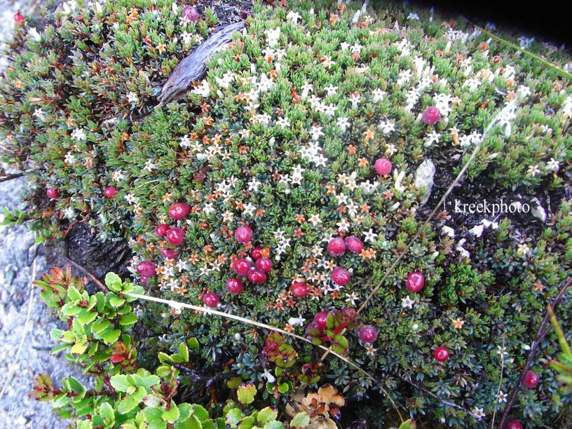 Muehlenbeckia axillaris