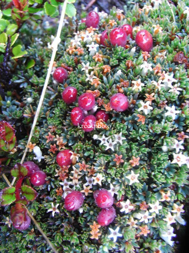 Muehlenbeckia axillaris