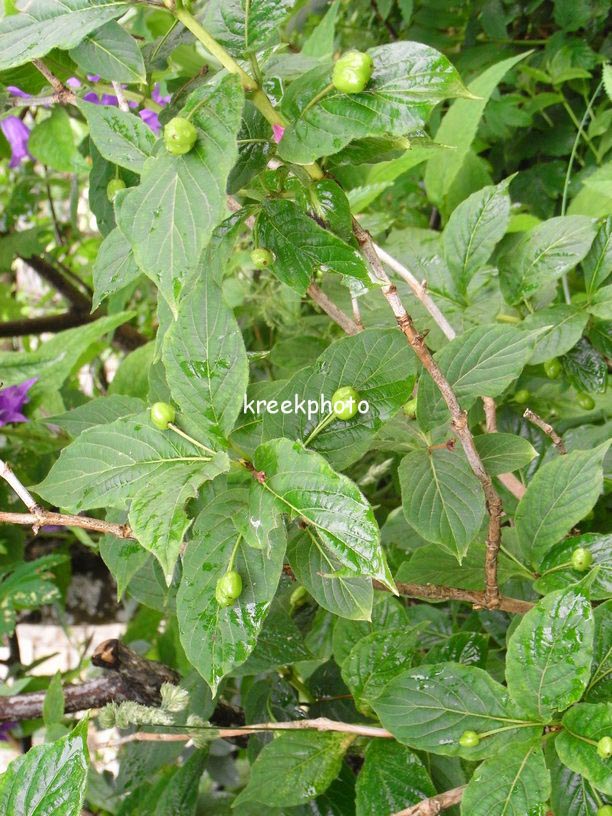 Lonicera alpigena