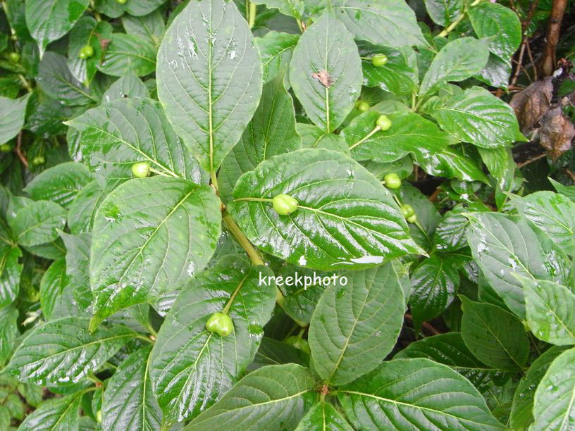 Lonicera alpigena