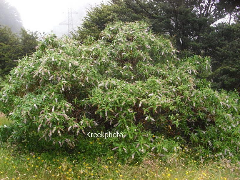 Hebe salicifolia