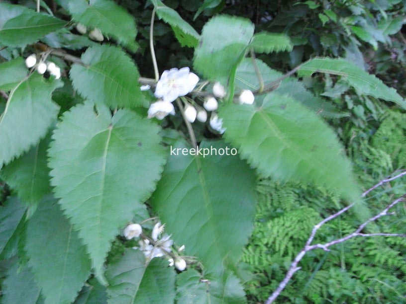Hoheria lyallii