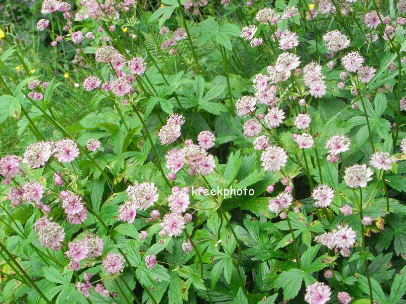 Astrantia major