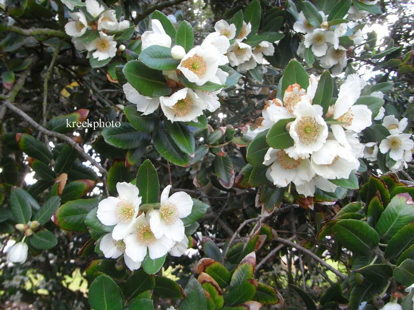 Eucryphia cordifolia