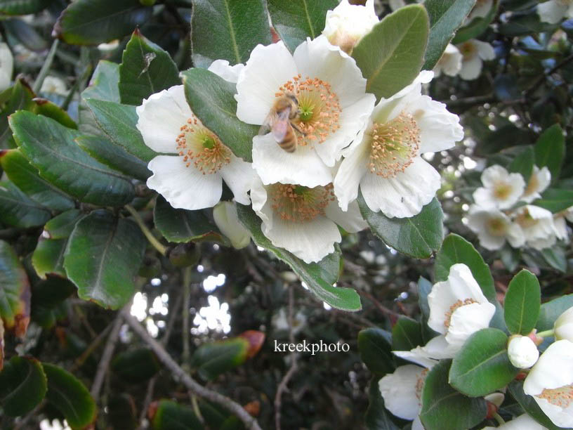 Eucryphia cordifolia