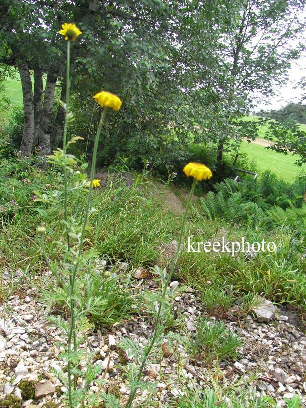 Anthemis tinctoria