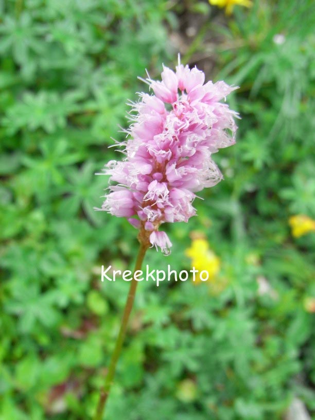 Persicaria bistorta