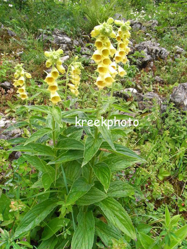 Digitalis grandiflora