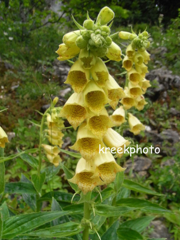 Digitalis grandiflora