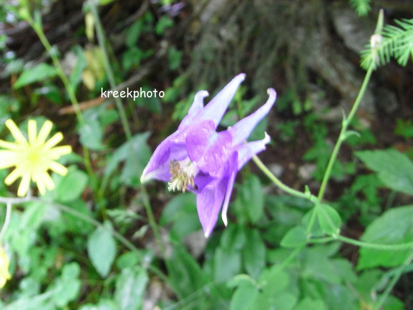 Aquilegia vulgaris