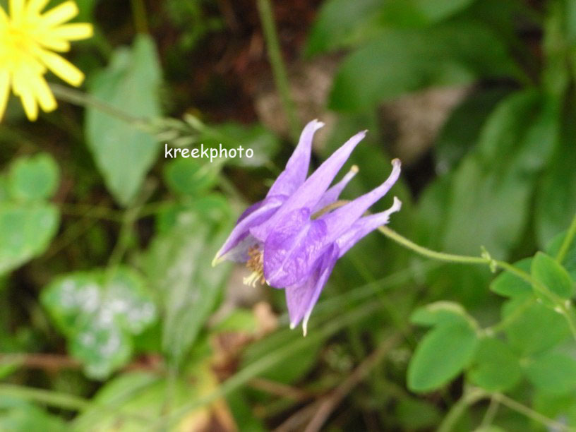 Aquilegia vulgaris