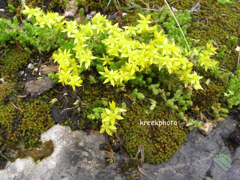 Sedum acre