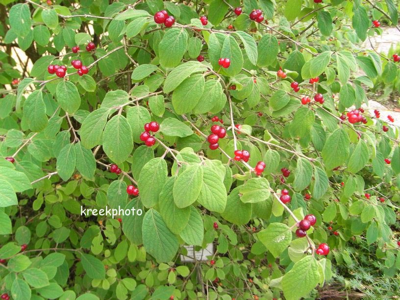 Lonicera xylosteum