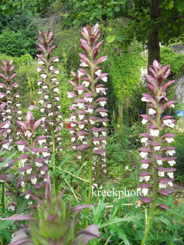 Acanthus spinosus