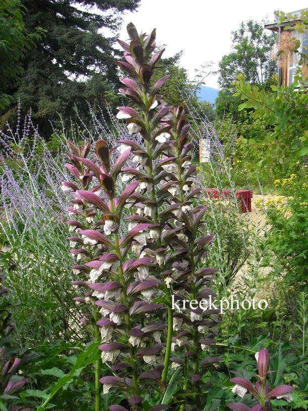 Acanthus spinosus