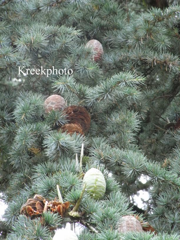 Cedrus libani 'Glauca Group'