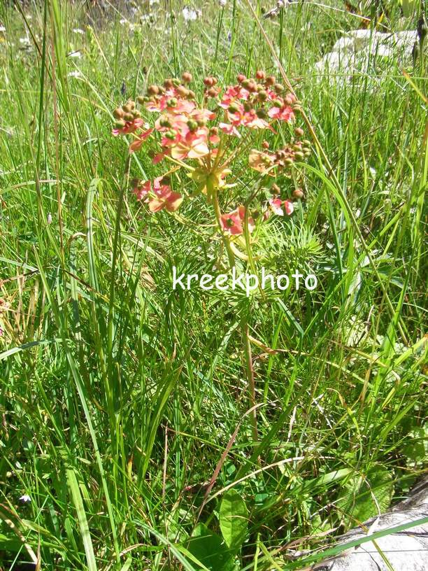 Euphorbia cyparissias