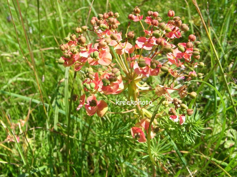 Euphorbia cyparissias