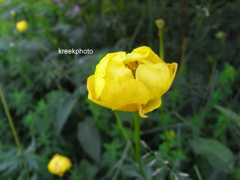 Trollius europaeus