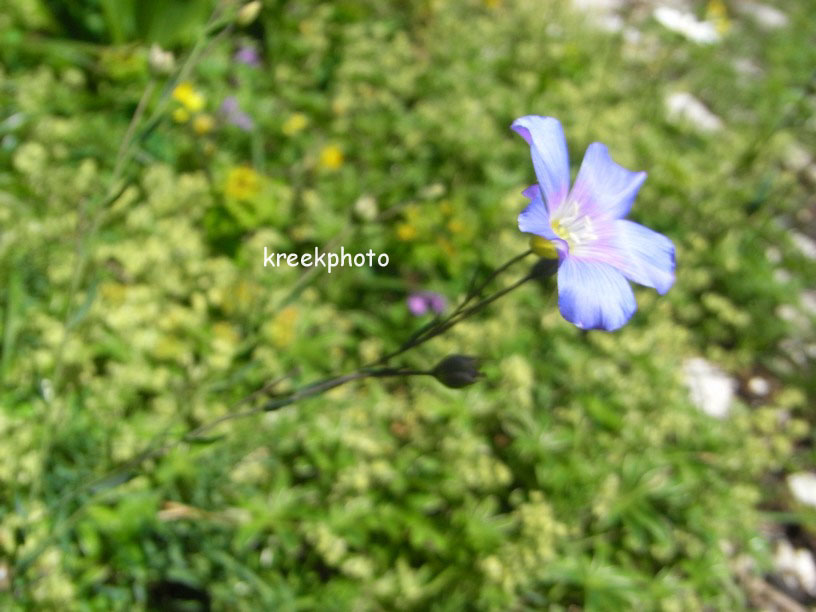 Linum perenne