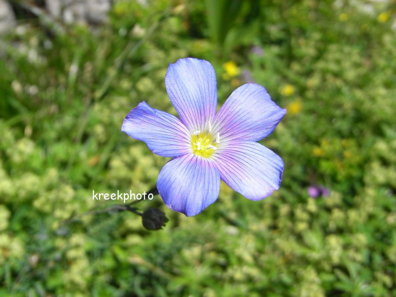 Linum perenne