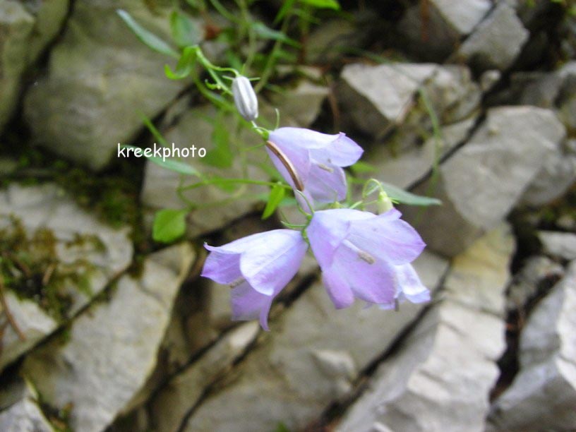 Campanula rotundifolia