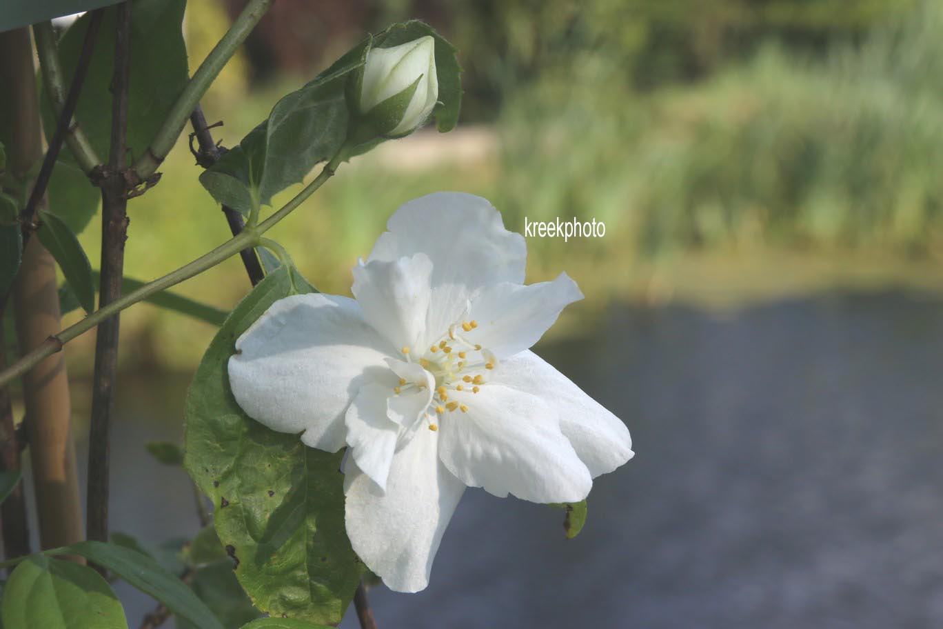 Philadelphus 'Natchez'