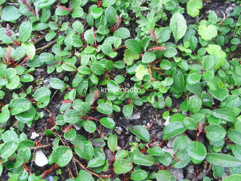 Salix 'Boydii'