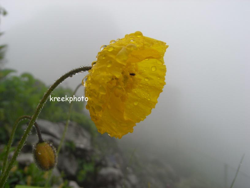 Meconopsis cambrica