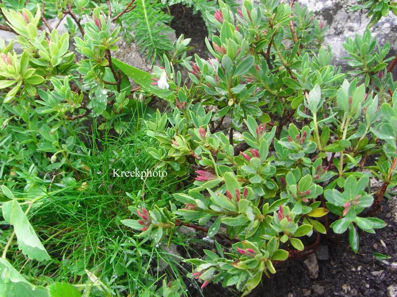 Daphne oleoides
