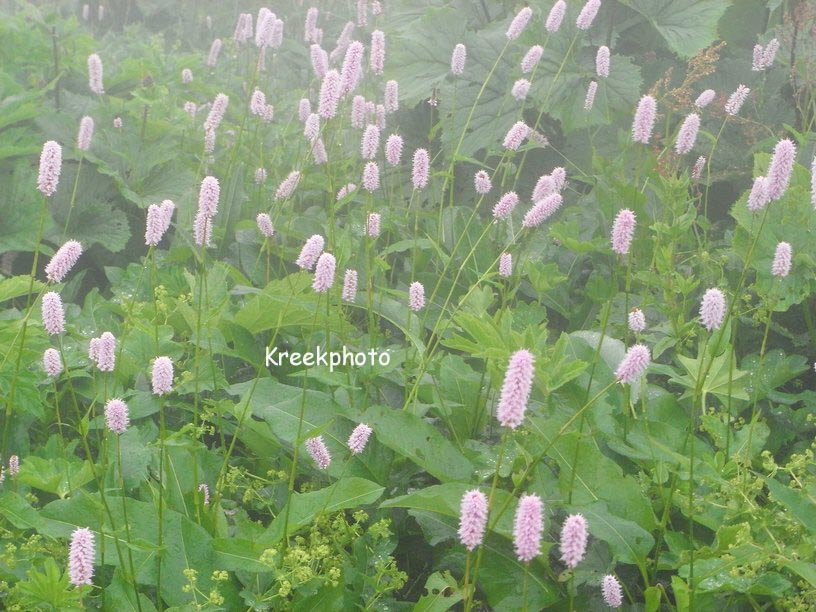 Persicaria bistorta