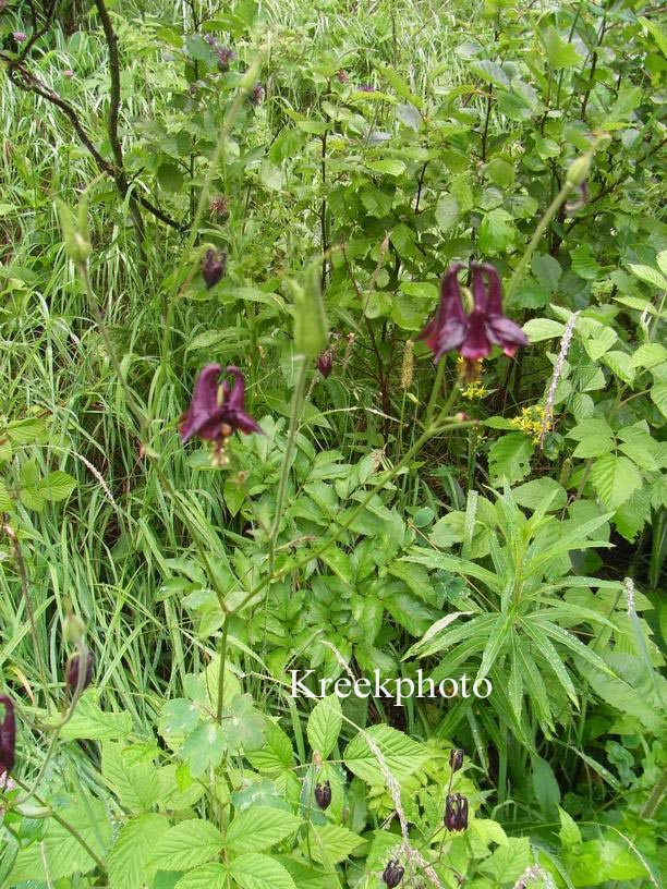 Aquilegia atrata