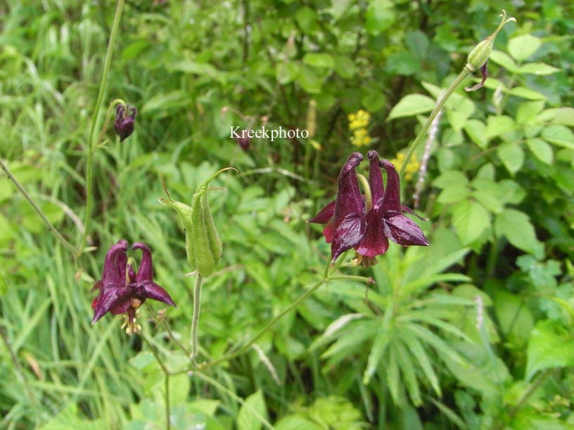 Aquilegia atrata