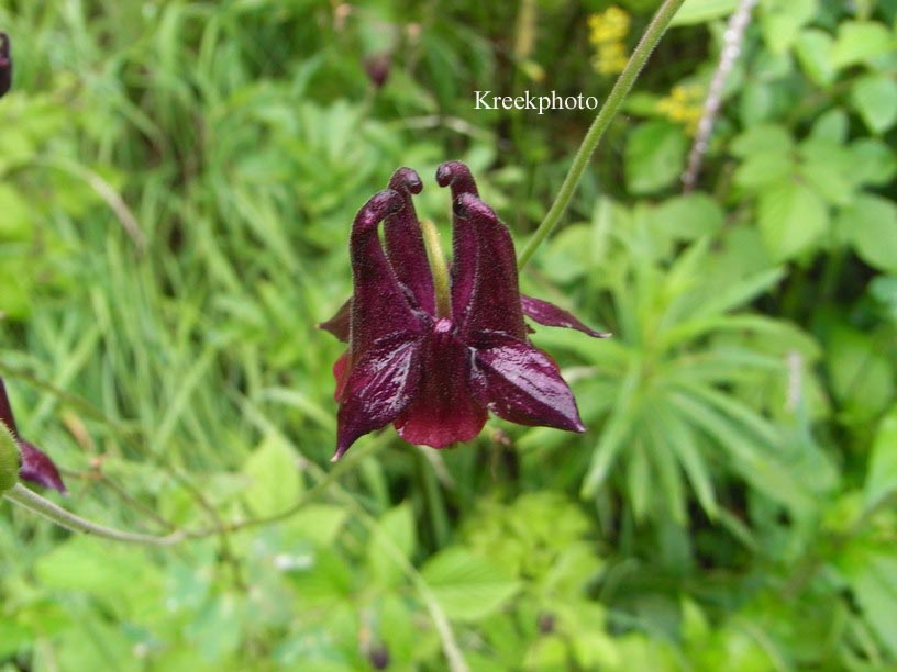 Aquilegia atrata