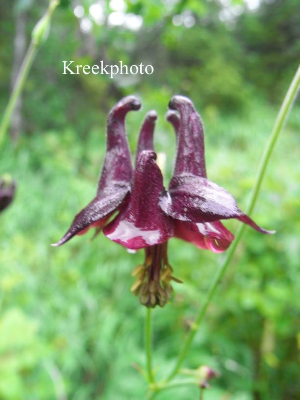 Aquilegia atrata