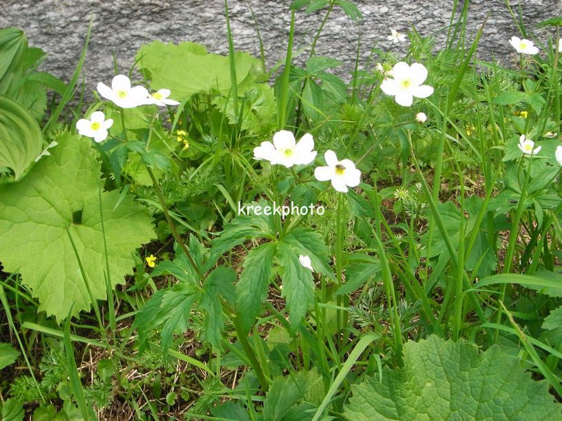 Ranunculus aconitifolius