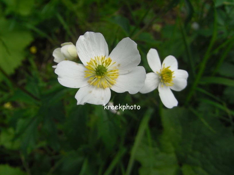 Ranunculus aconitifolius