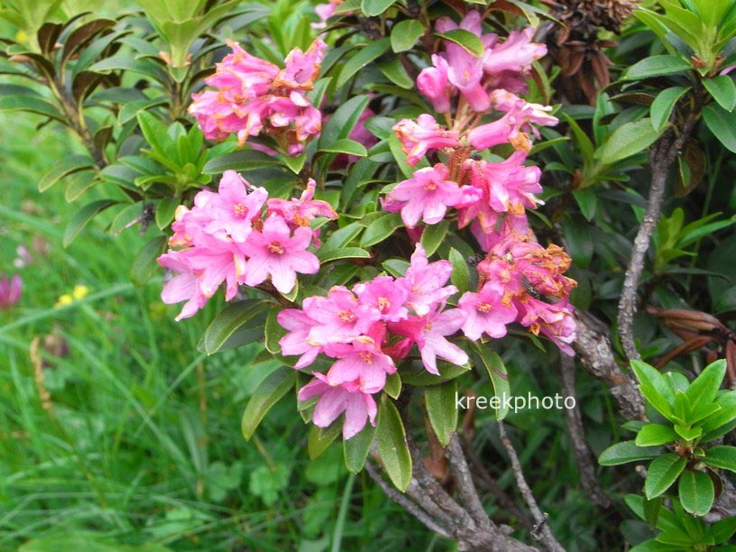 Rhododendron ferrugineum