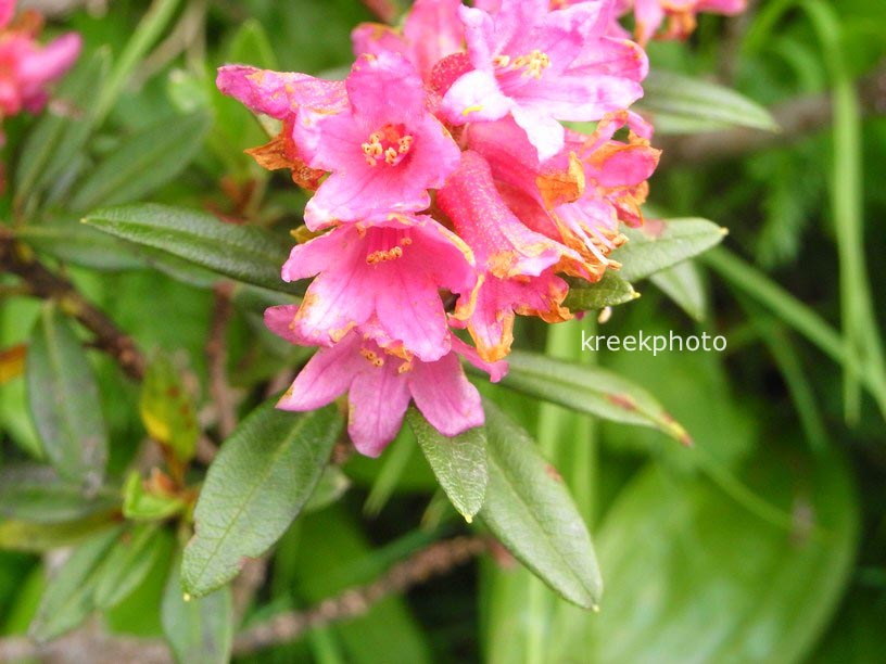 Rhododendron ferrugineum